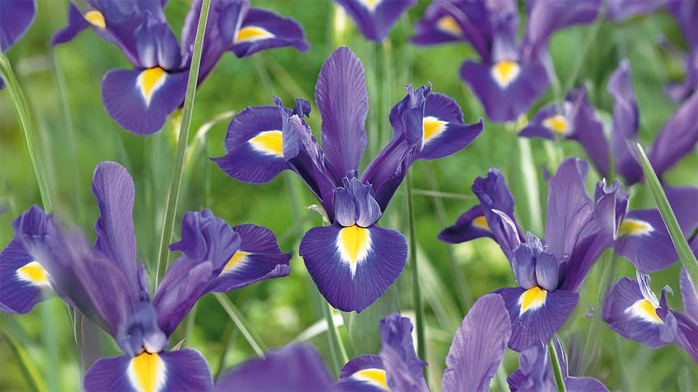 Iris hollandica - Blomea.be