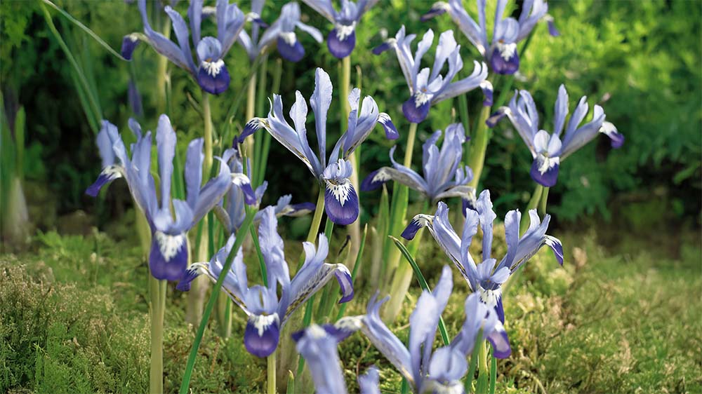 Iris reticulata - Blomea.be