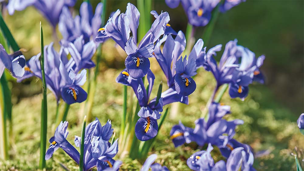 Iris sibirica - Blomea.be