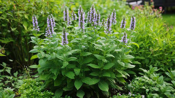 Hyssop zaden