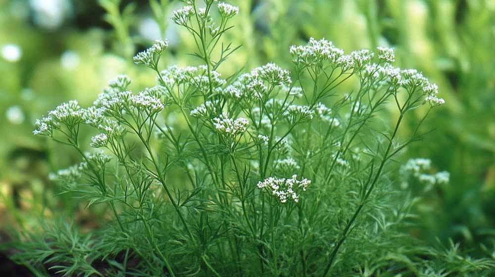 karwij zaden - Blomea.be