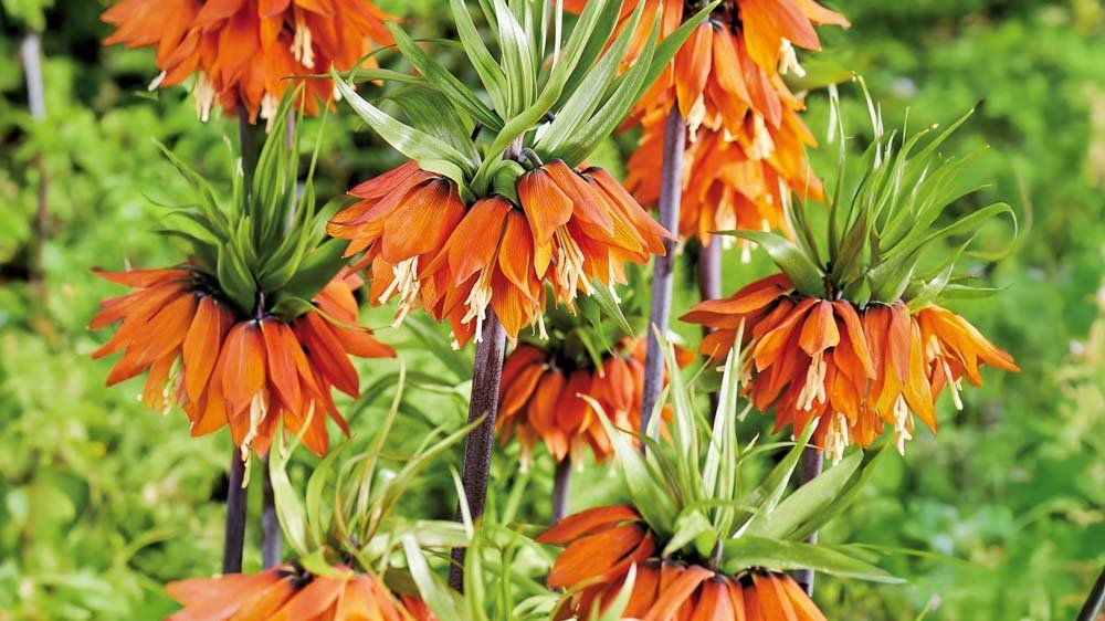 Keizerskroon - Blomea.be