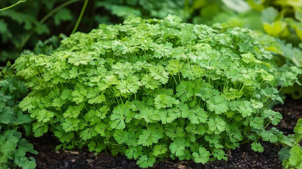 Kervel zaden - Blomea.be