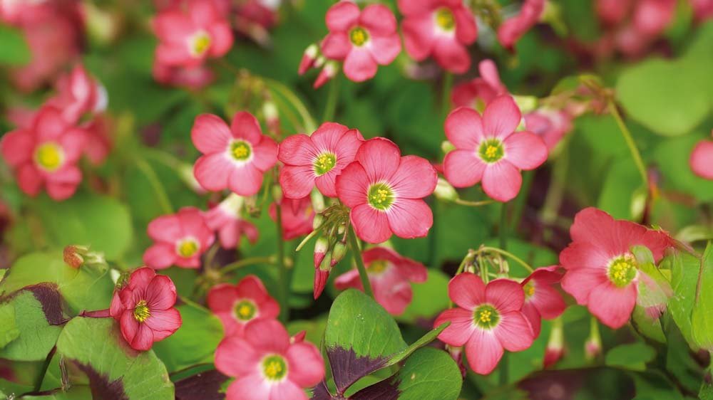 Klaverzuring - Blomea.be