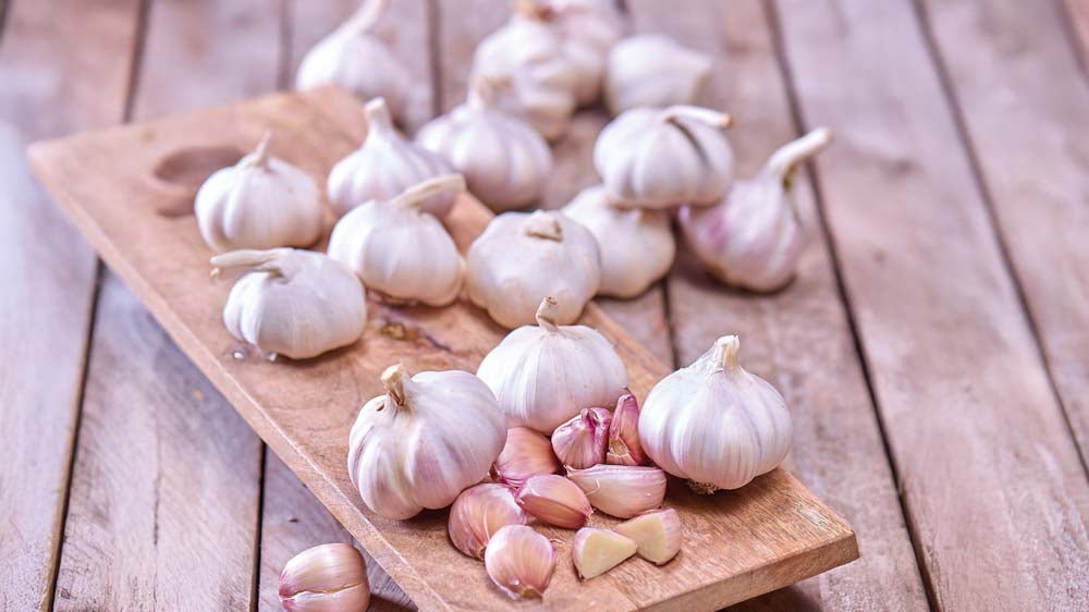 Knoflook - Blomea.be