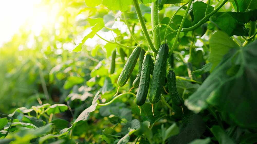Komkommer zaden - Blomea.be