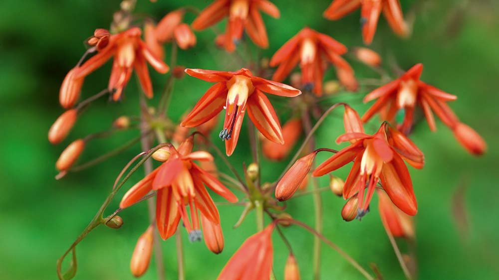 Koraaldruppels - Blomea.be