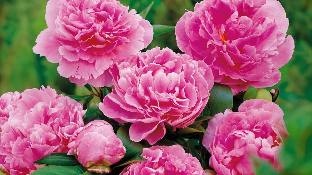 Lage vaste planten - Blomea.be