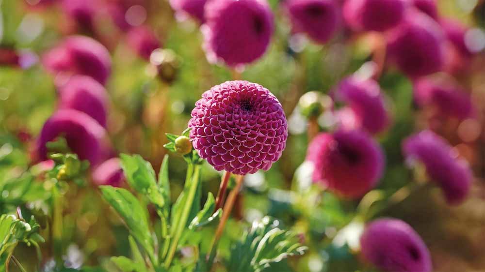 Lila dahlia - Blomea.be