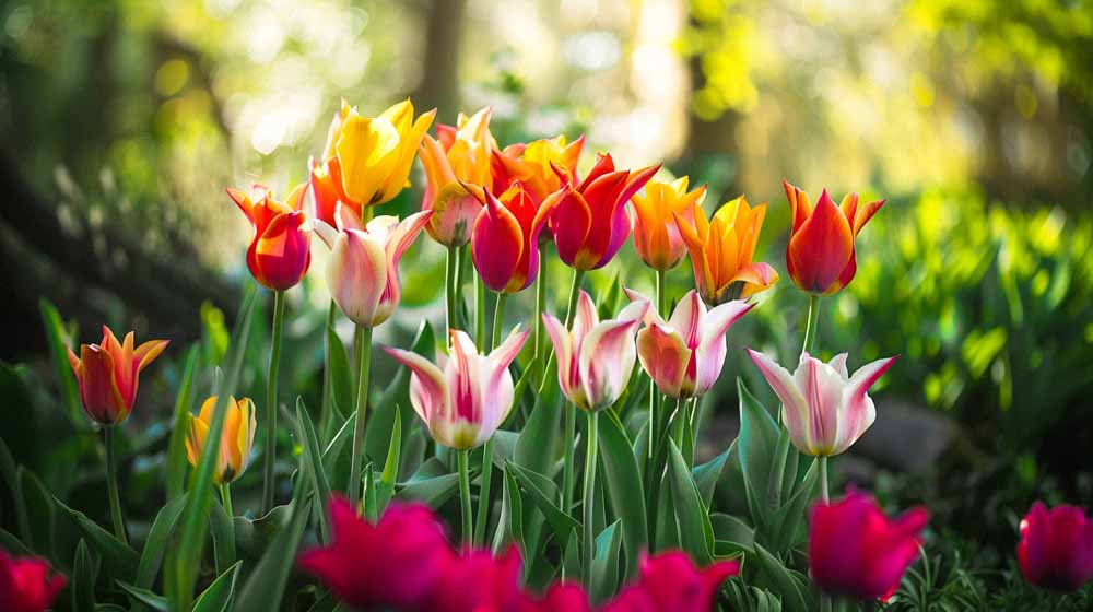 Leliebloemige tulpen