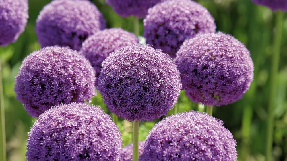 Paarse allium