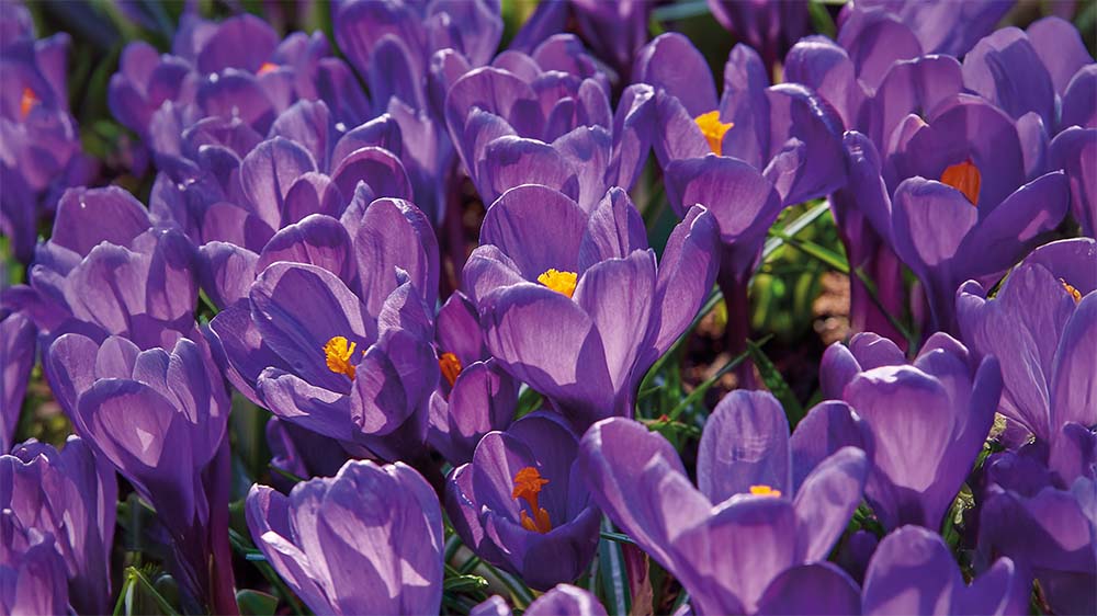Paarse voorjaarsbloemen