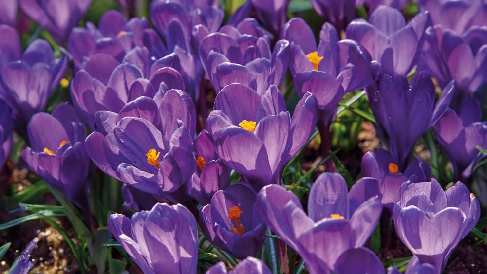 Paarse krokus