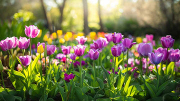 Paarse tulpen