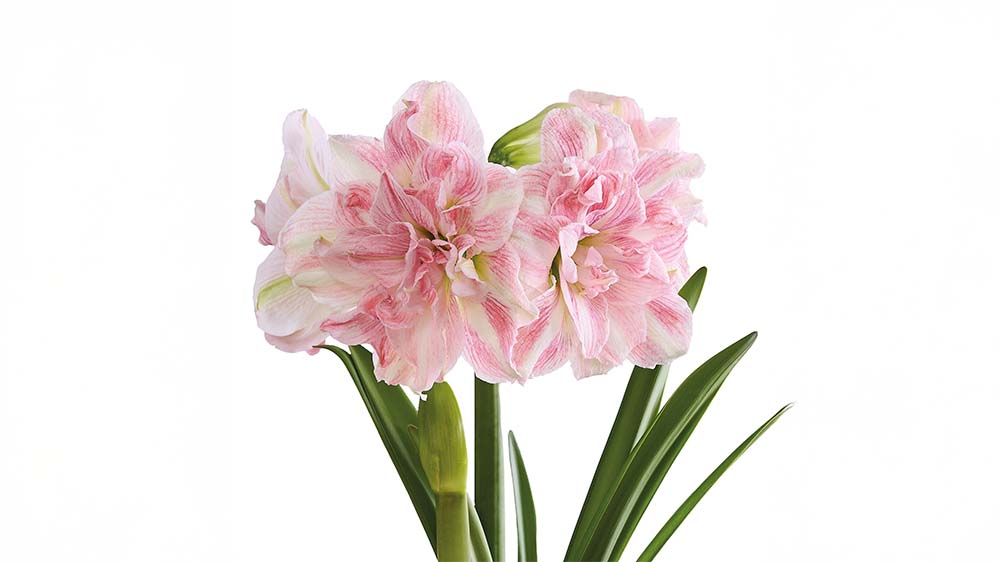 Roze amaryllis