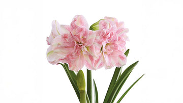 Roze amaryllis