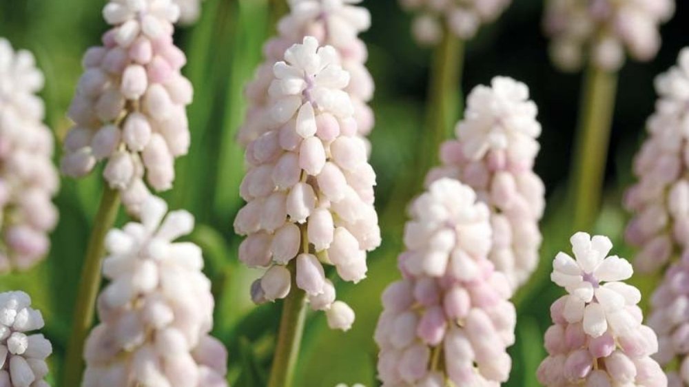 Roze muscari