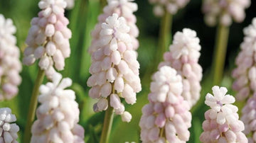 Roze muscari