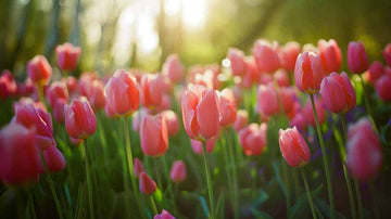 Roze tulpen