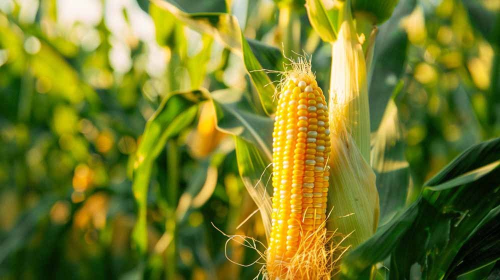 Mais zaden - Blomea.be