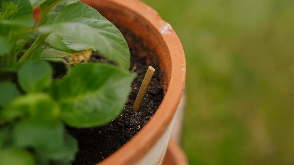 Meststof voor potplanten - Blomea.be