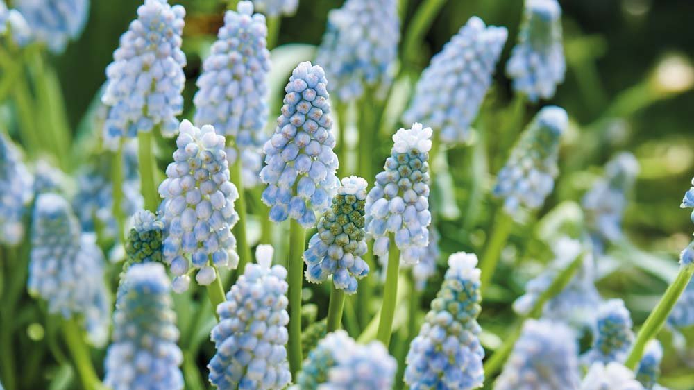 Muscari - Blomea.be