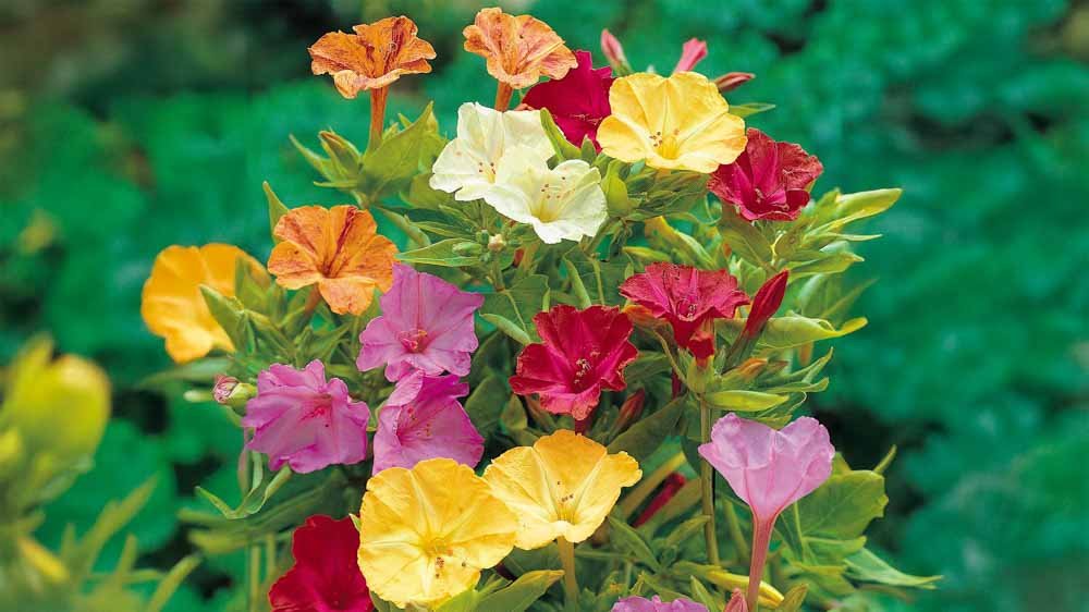 Nachtschone - Blomea.be