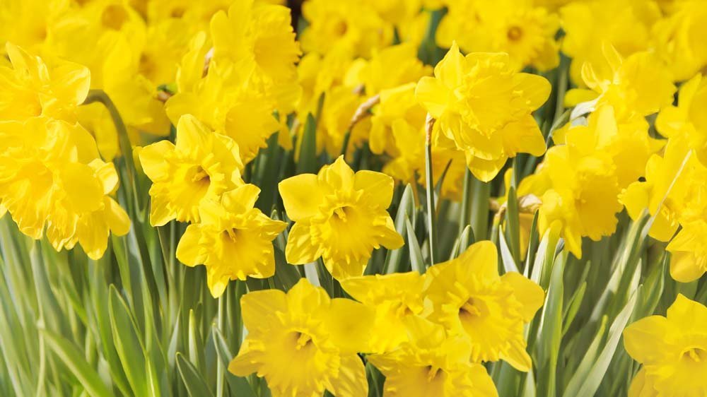 Narcissen - Blomea.be