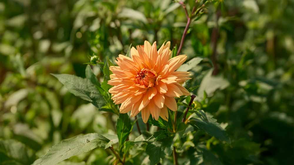 Oranje dahlia