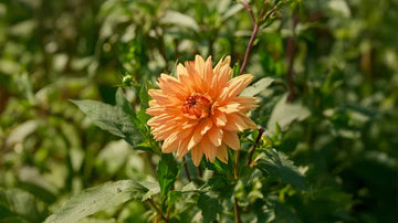 Oranje dahlia