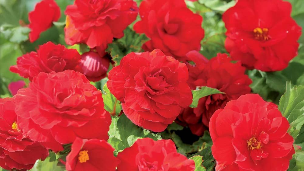 Oranje begonia - Blomea.be