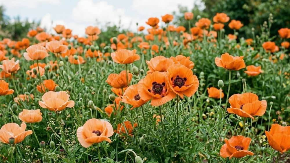 Oranje klaproos - Blomea.be