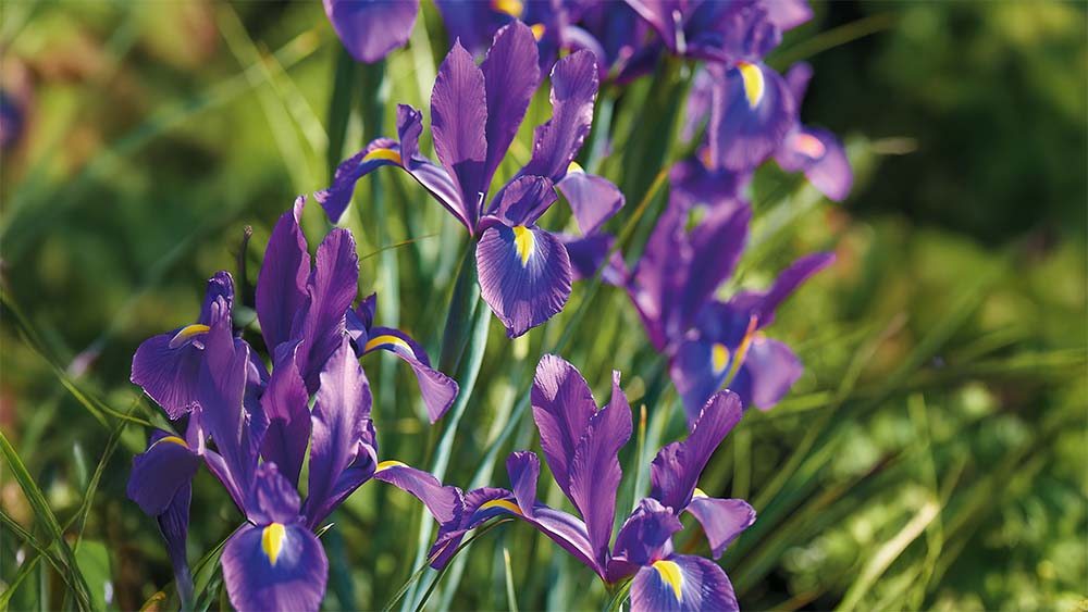 Paarse iris - Blomea.be