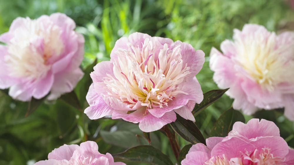 Paarse vaste planten - Blomea.be