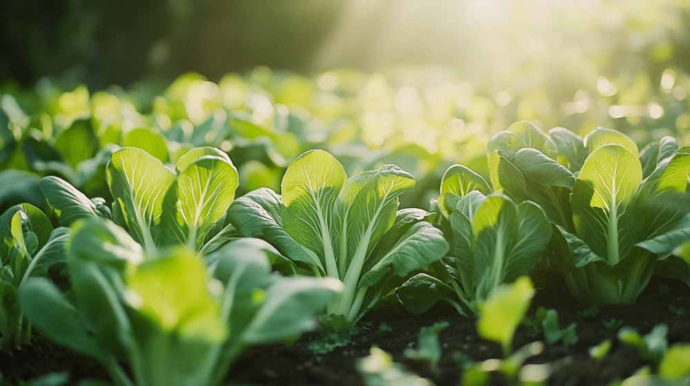 Pak Choi zaden