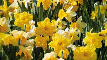Narcissen groot inkopen