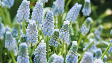 Muscari