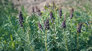 Perzische kievitsbloem