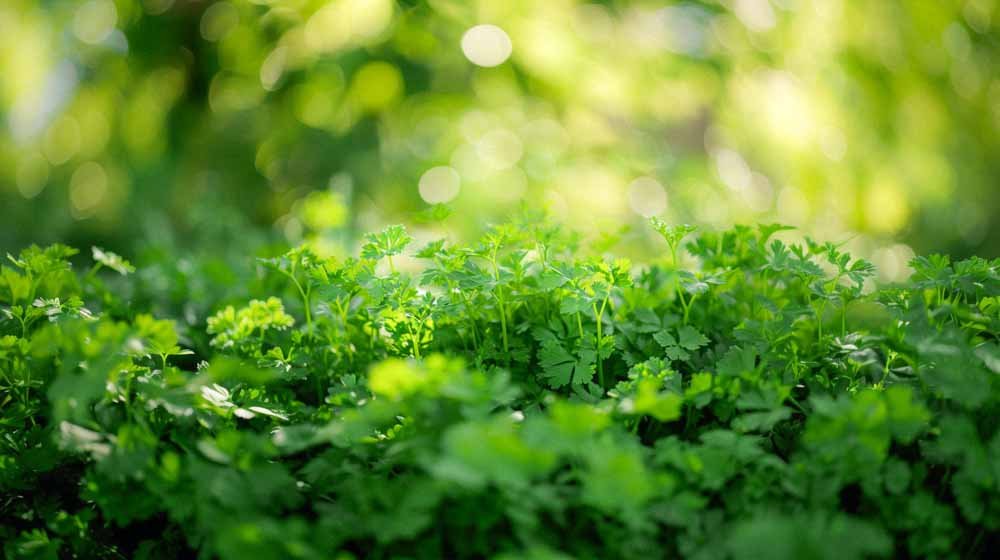 Peterselie zaden - Blomea.be