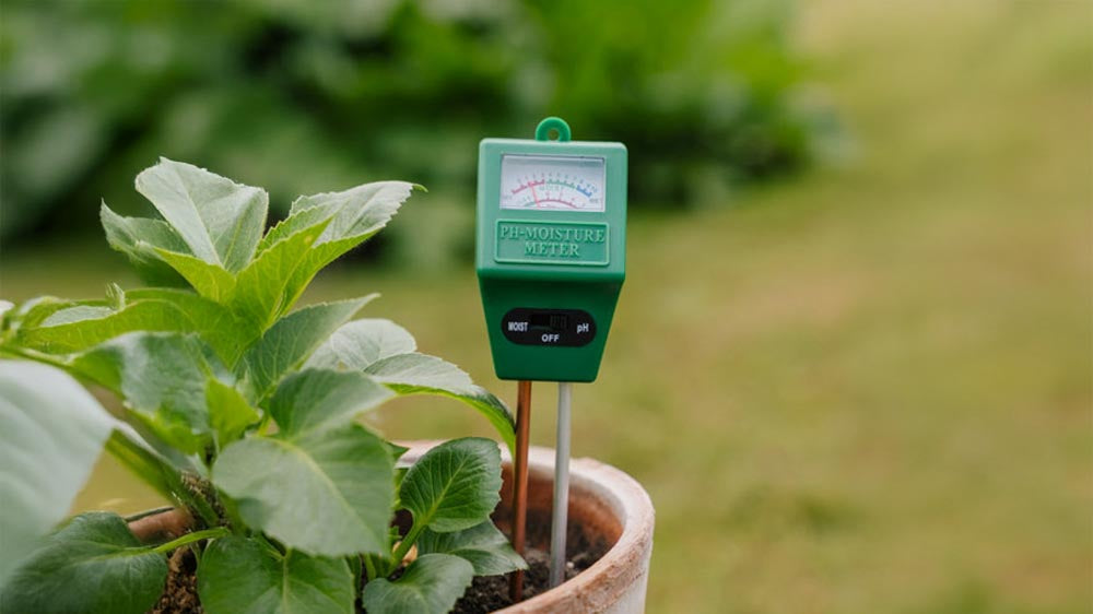 pH-meter - Blomea.be