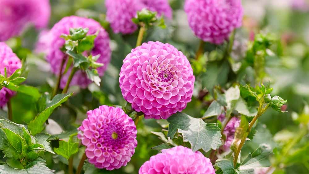 Roze dahlia