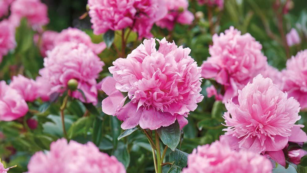 Pioenrozen - Blomea.be