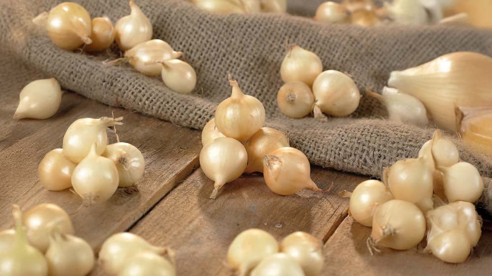 Plantuien - Blomea.be