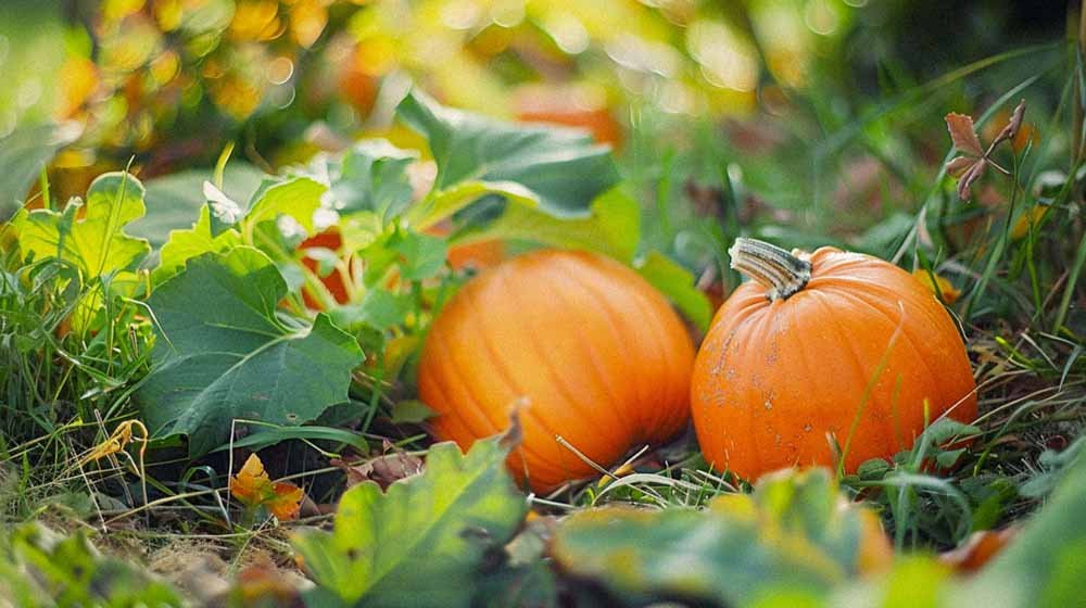 Pompoen zaden - Blomea.be