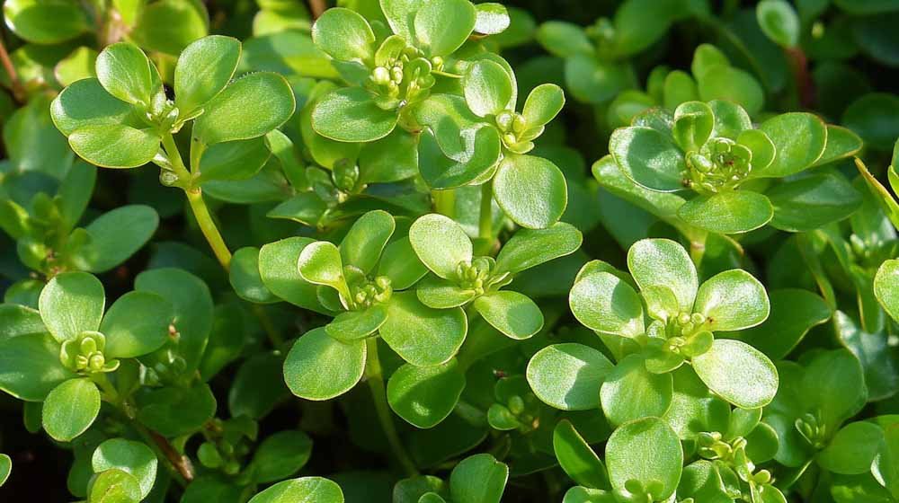 Postelein zaden - Blomea.be