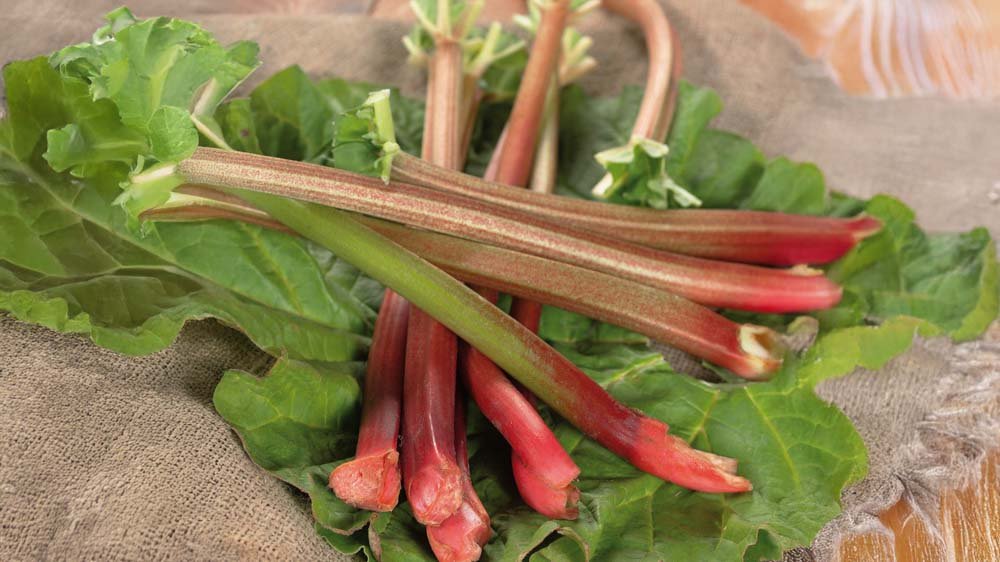 Rabarber - Blomea.be