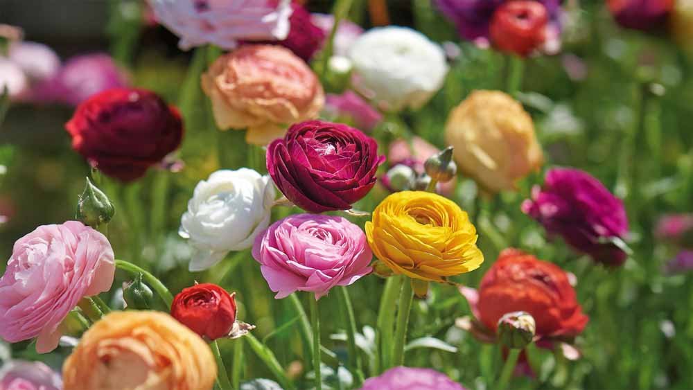 Ranonkel - Blomea.be