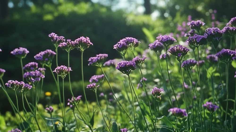 Reuzenverbena zaden - Blomea.be