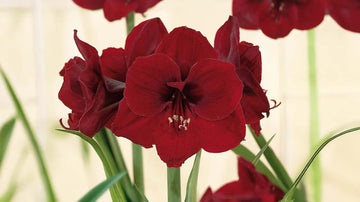 Rode amaryllis