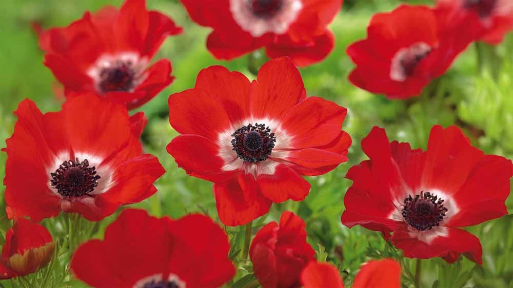 Rode anemoon - Blomea.be